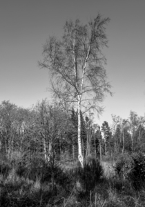 4th Silver Birch by Kevin Hilton