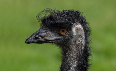 3rd Emu by Pat Johnston