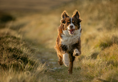 Runner-up - Evening Run by Barbara Austin