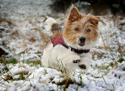 Snow Dog