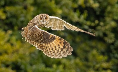 4th - Flying tawny owl - Val Johnston