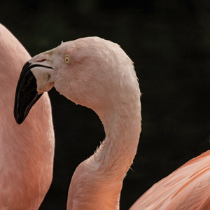 HC - Flamingo portrait - Val Johnston