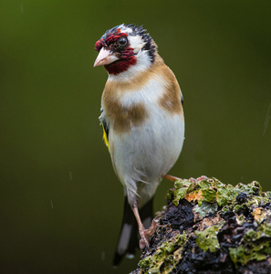 5th Goldfinch in the rain  by Val Johnston