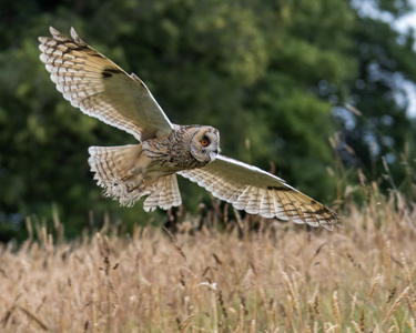 4th - Long-eared Owl - Stephen Smith