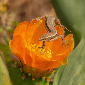 HC - Lizard in flower - Val Johnston
