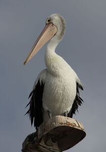 HC - Pelican in evening light -  Lesley Parsons