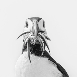 2nd - Dinner on its way - Sheila Stanger