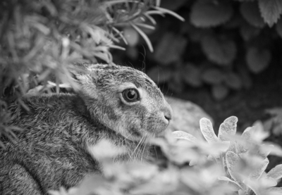 4th- Young Leveret - Barbara Austin