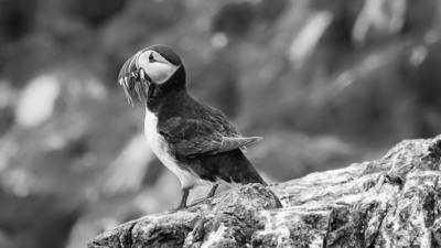 A_M_puffin_69