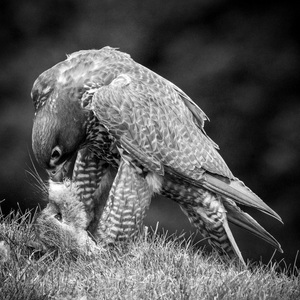 5th - Eye to Eye With Dinner - Stephen Smith