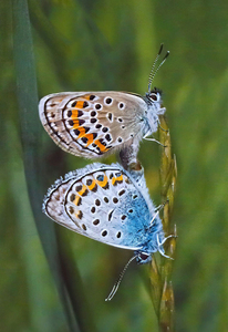 2nd - Small blue coupling - Val  Johnston
