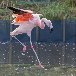 4th - Dancing Flamingo - Pat Johnston