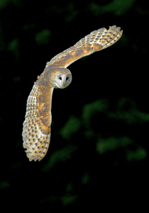 5th - Barn Owl - Kevin Hilton