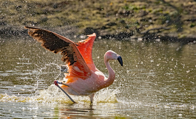5 Val Making a splash