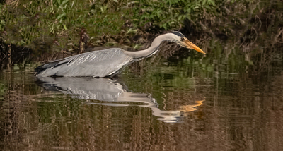 4th - Stalking heron - Val Johnston