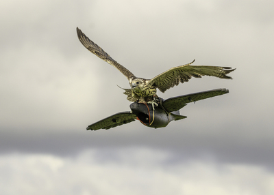 1st - Hitchin A Ride - Verity Johnson