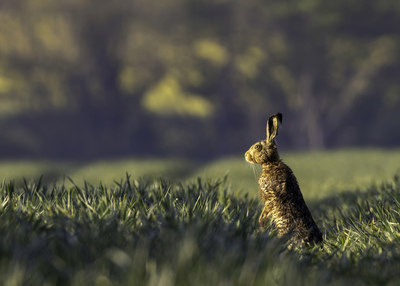 3rd - Look East - Verity Johnson