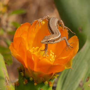2 - Lizard in flower - Val Johnston