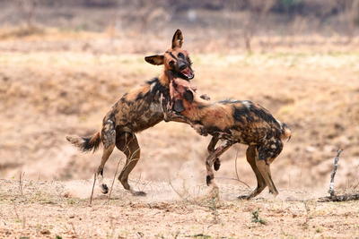 4 - Leader of the pack - Graham Turner