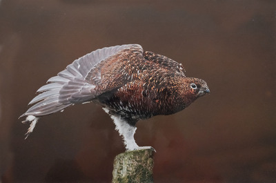 6 - Felae grouse stretching - Val Johnston