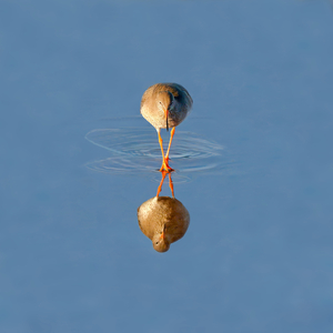 3rd - Redshank reflections - Graham Turner