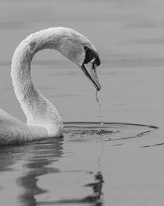 5th - Swan dribble - Angus Reid