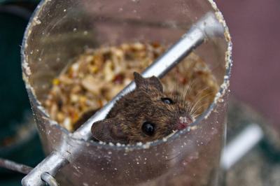 5th - Mouse in Bird Feeder - Bill Ferguson