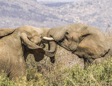 3rd - Elephant Tussle - Gerry Stephens