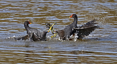4th - Moorhen Dispute - Pat Johnston