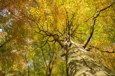 2 Autumn Colours by Barbara Austin