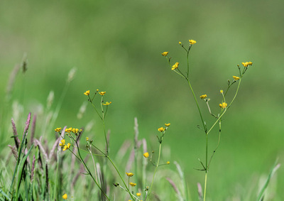 5 Meadow Buttercup by Angus Reid