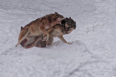 1st - Arctic Wolf Attack - Graham Turner