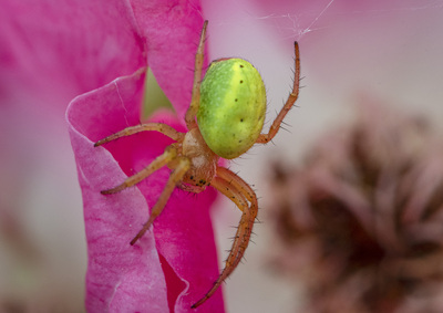 HC - Araniella cucurbitina by Angus Reid